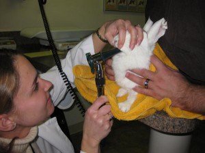 dentalexambunny-300x224